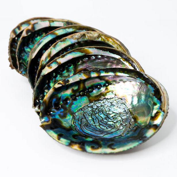 sluneční brýle Pitcha PAUA abalone shell/teak
